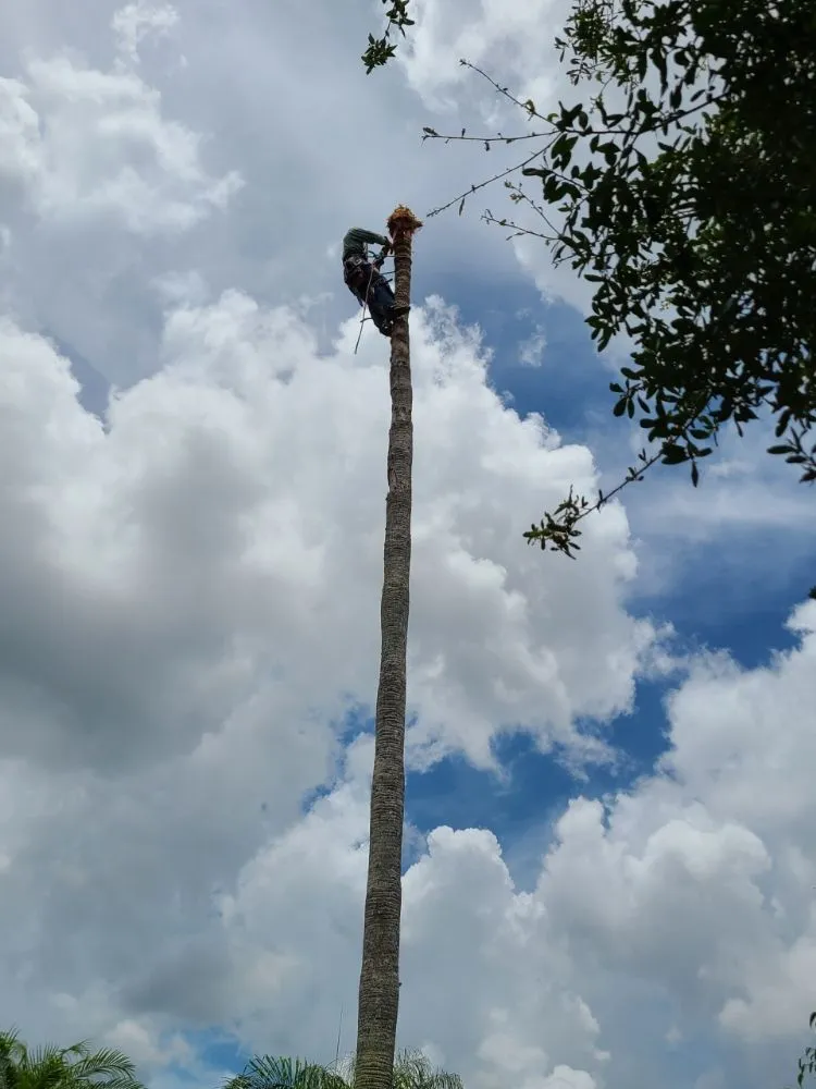 Trusted yard cleanup service experts serving Bradenton, FL - JGP Tree Service