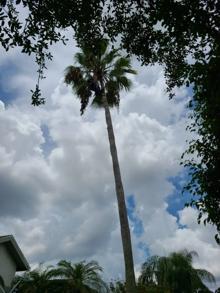 Custom yard cleanup service in Bradenton, FL - JGP Tree Service