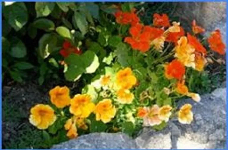 Professional residential landscaping experts serving Palmdale, CA - JGS Landscaping Pros