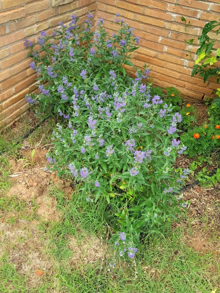 Professional lawn mowing service in Abilene, TX by JH Landscaping