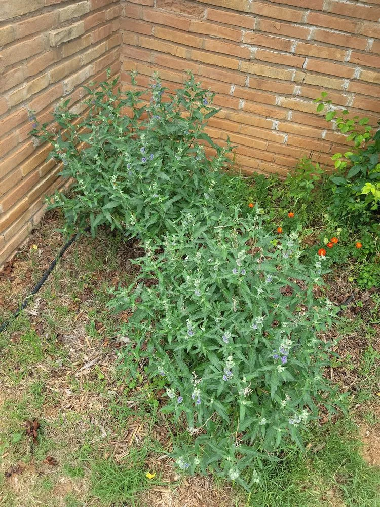 Affordable lawn mowing service in Abilene, TX by JH Landscaping