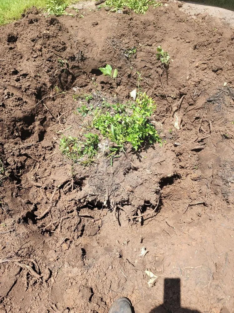 Reliable landscaping services in Abilene, TX - JH Landscaping