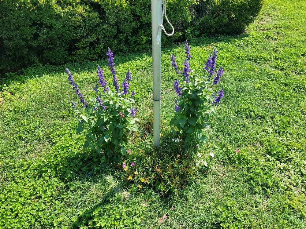 Trusted yard cleanup service for year-round maintenance in Abilene, TX by JH Landscaping