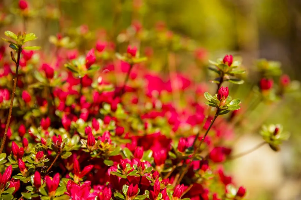 Top-rated landscape design experts serving Bothell, WA - JH Landscaping and Irrigation