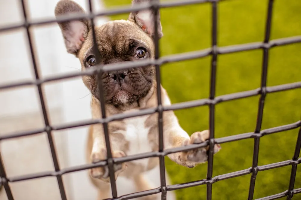 Expert lawn mowing service experts serving Bothell, WA - JH Landscaping and Irrigation