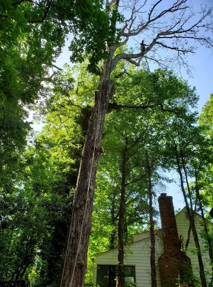 Expert lawn mowing service near you in Richmond, VA by J&H Tree Services