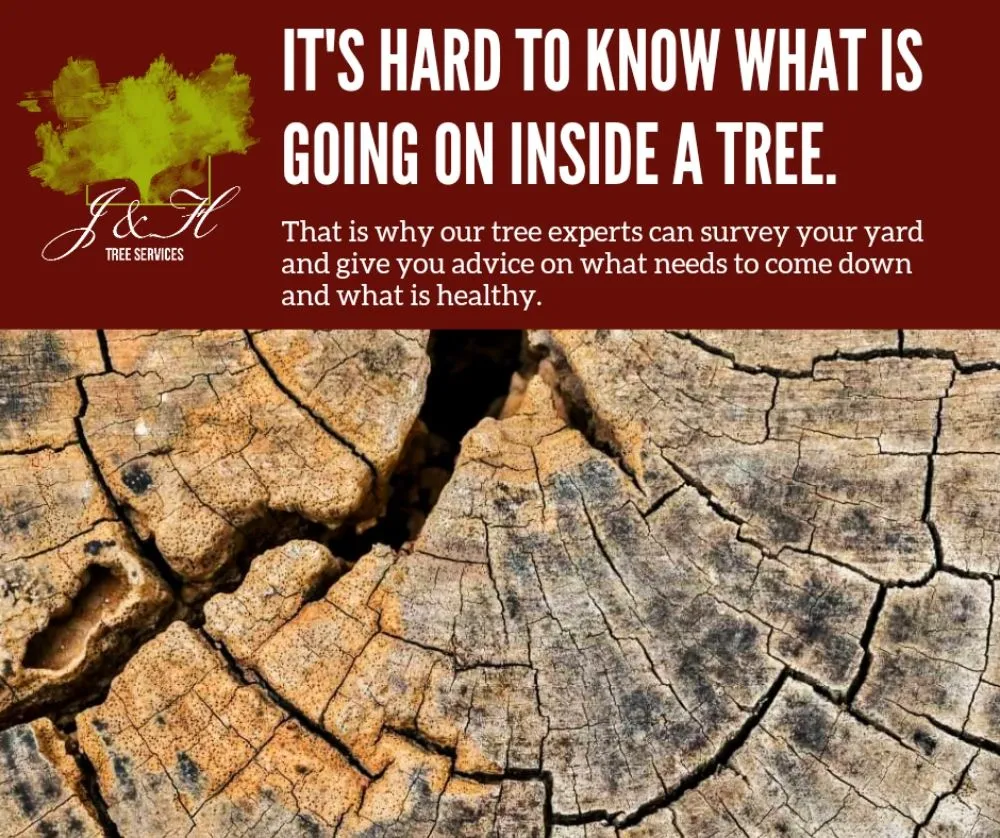 Top-rated landscape design in Richmond, VA by J&H Tree Services