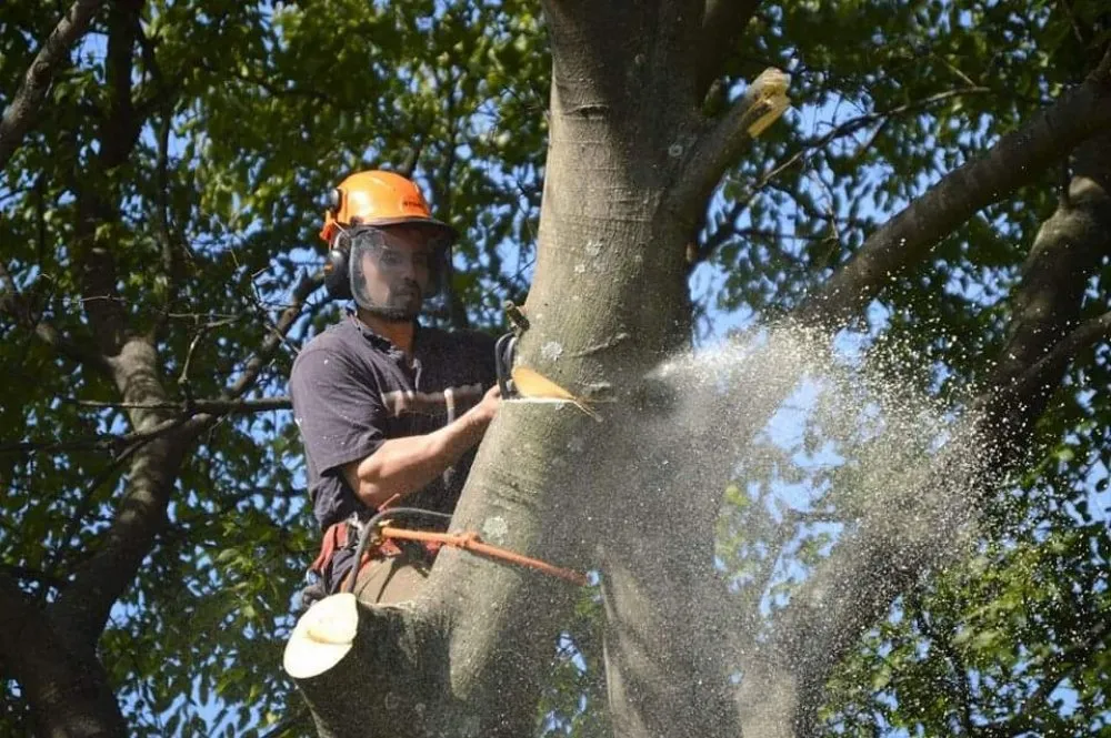 Trusted landscape installation near you in Richmond, VA by J&H Tree Services
