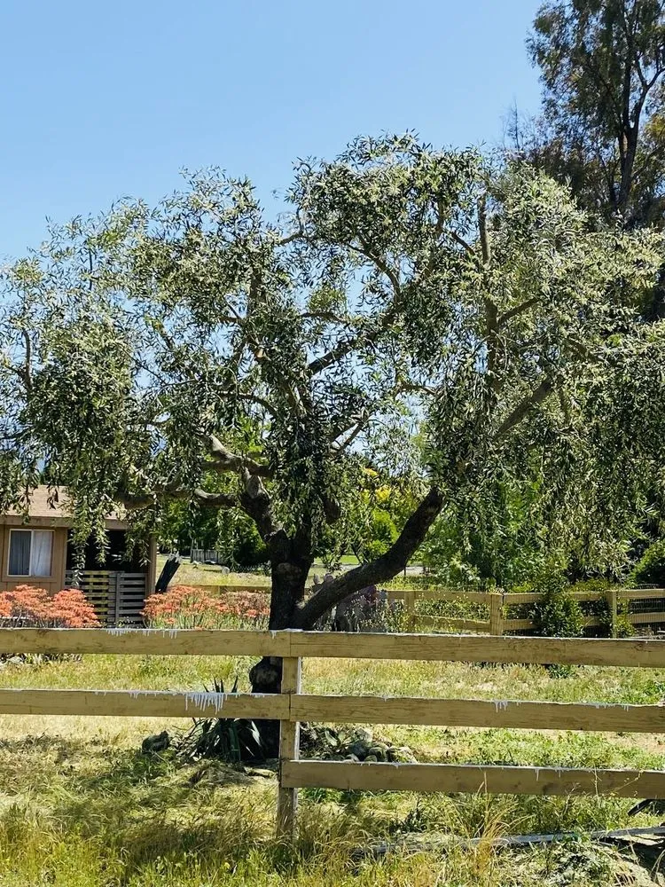 Top-rated residential landscaping in Lompoc, CA by Jhonny’s Tree Service