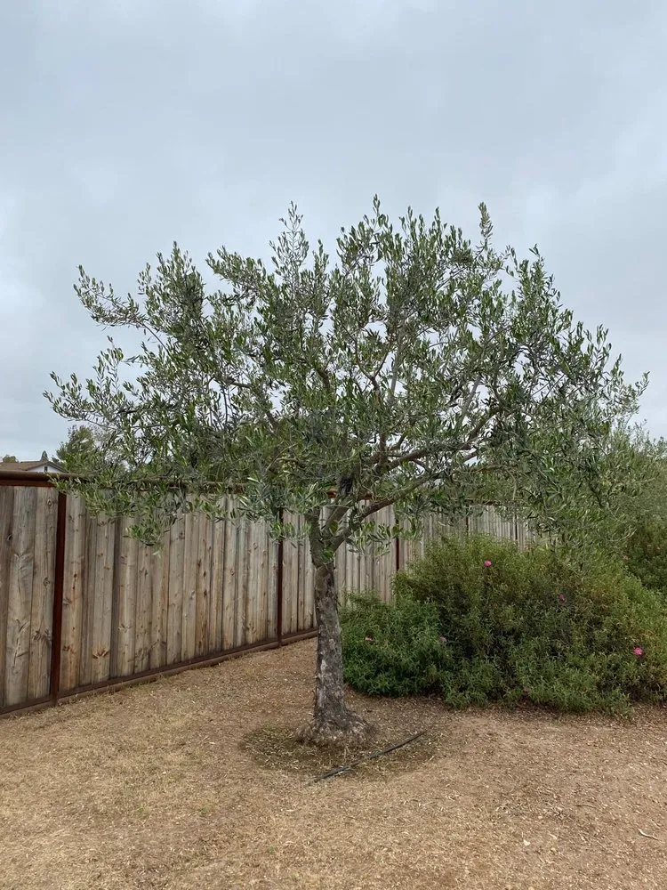 Professional garden landscaping experts serving Lompoc, CA - Jhonny’s Tree Service