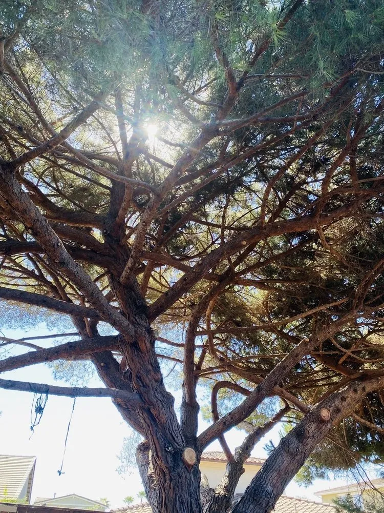 Expert yard cleanup service for outdoor upgrades across Lompoc, CA - Jhonny’s Tree Service