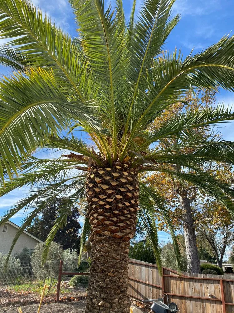 Expert garden landscaping in Lompoc, CA by Jhonny’s Tree Service