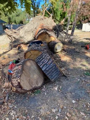 Jhonny’s Tree Service Logo