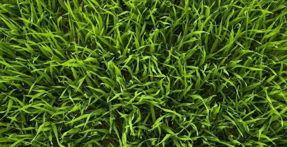 Professional landscape installation in Tomball, TX by JHubbard Landscaping