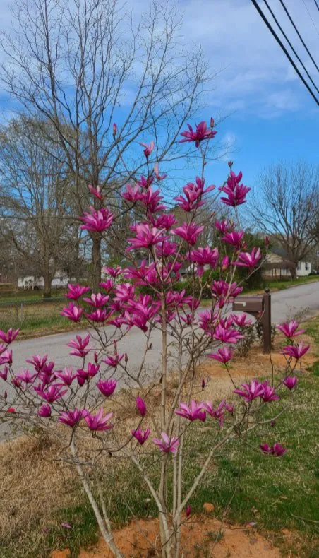 Expert lawn care service experts serving Laurens, SC - J&I Landscaping