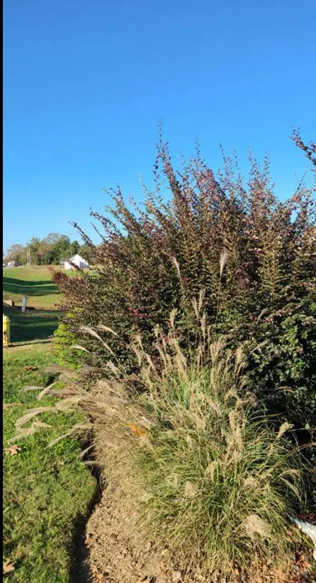 Trusted residential landscaping in Laurens, SC by J&I Landscaping