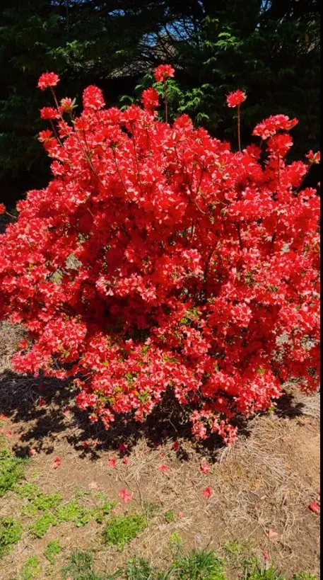 Professional lawn mowing service in Laurens, SC by J&I Landscaping