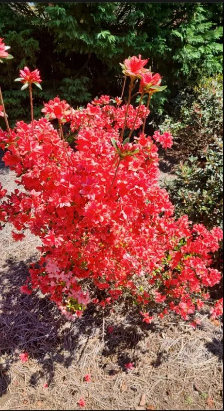 Local yard maintenance in Laurens, SC - J&I Landscaping