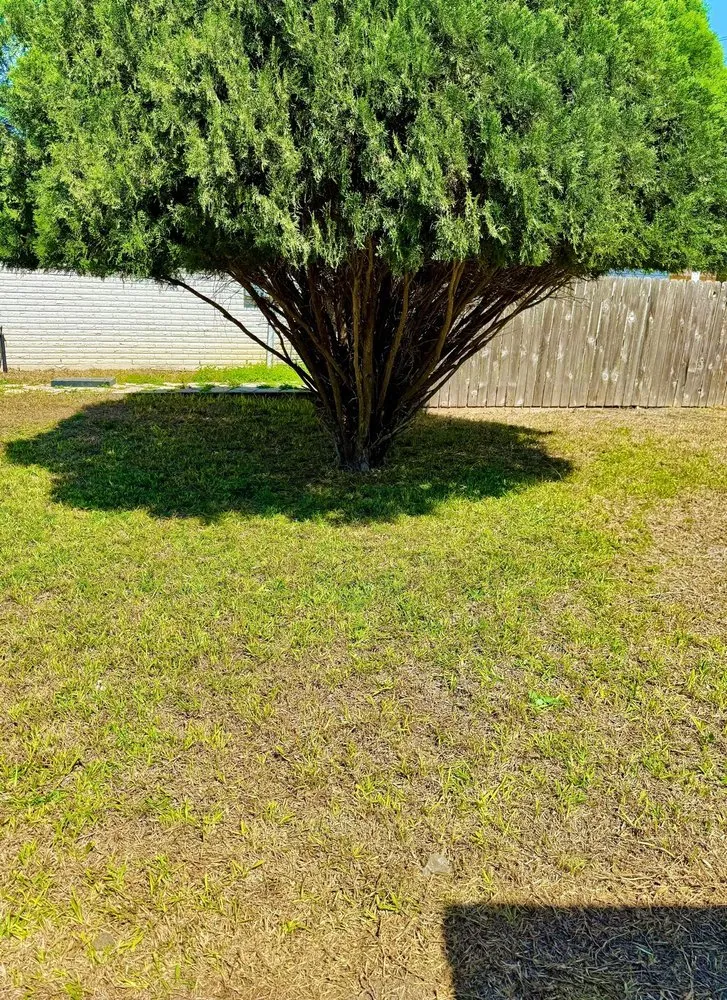 Custom lawn care service in Brownsville, TX by JIJ Lawn Care