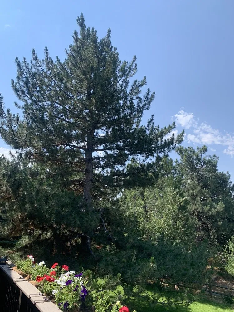 Top-rated yard maintenance with custom design in Parker, CO by Jim McGannon -Landscape Consultant