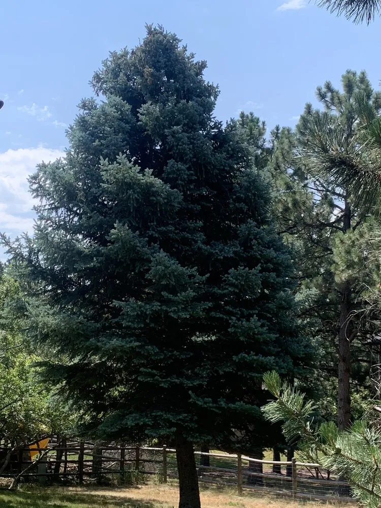 Custom residential landscaping in Parker, CO by Jim McGannon -Landscape Consultant