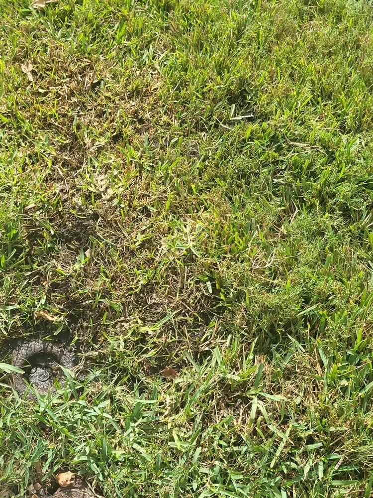 Expert residential landscaping experts serving Clearwater, FL - Jim Simmons Lawn Care & Landscaping