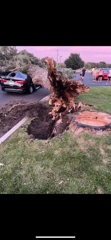 Professional landscaping services in Champlin, MN - Jim Steele Tree Maintenance