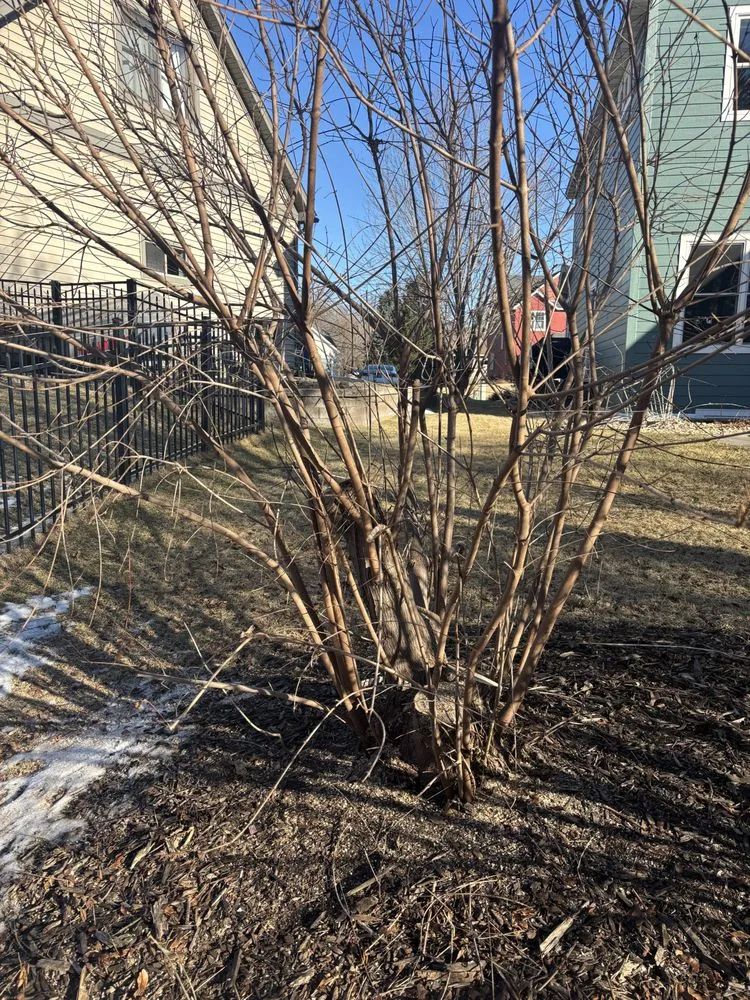 Top-rated lawn mowing service for residential properties across Champlin, MN - Jim Steele Tree Maintenance