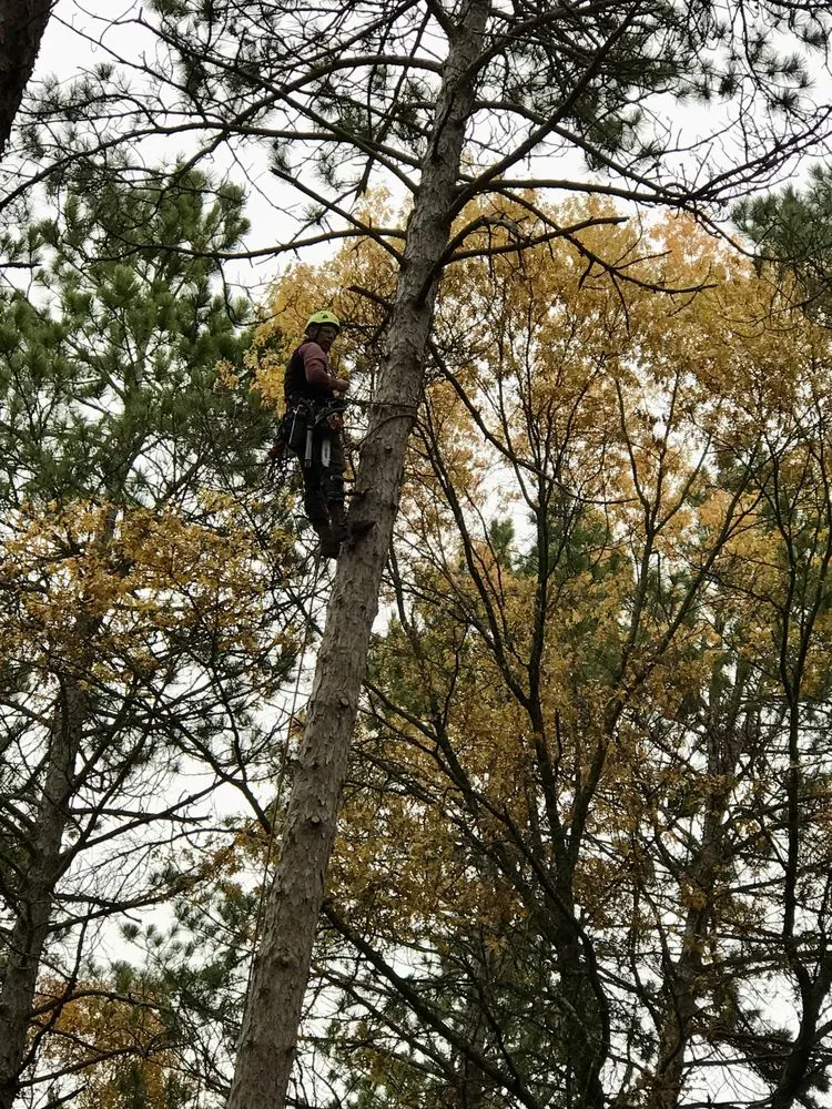 Affordable landscape installation for year-round maintenance in Champlin, MN by Jim Steele Tree Maintenance