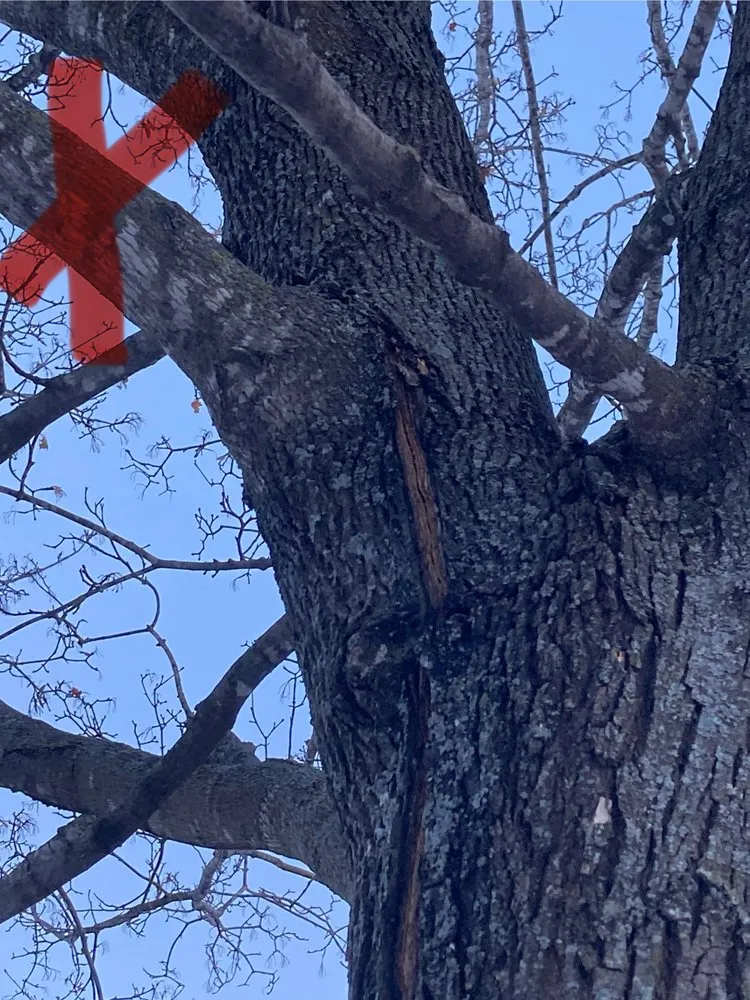 Custom residential landscaping near you in Champlin, MN by Jim Steele Tree Maintenance