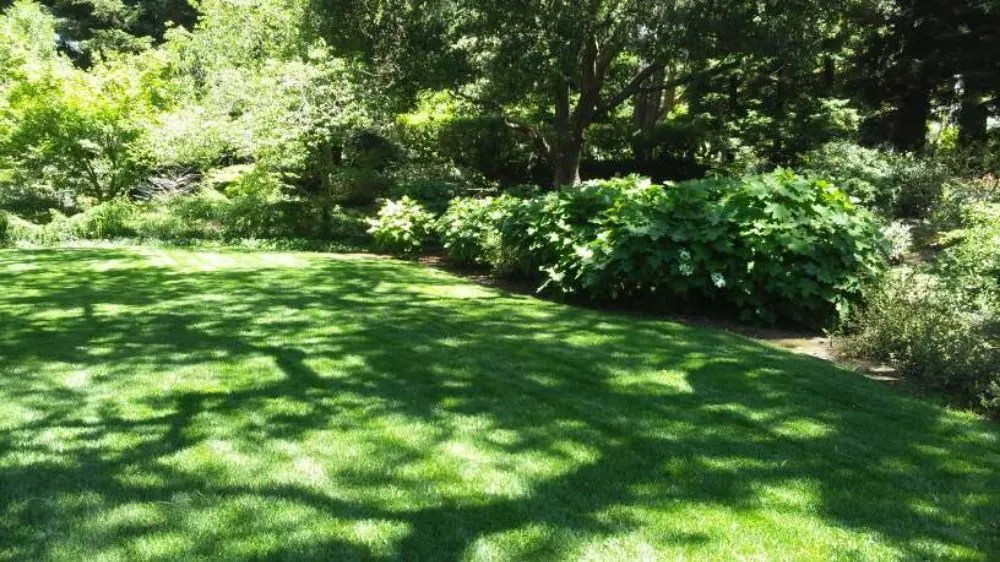 Professional landscape design for homes across San Mateo, CA - Jimenez Brothers