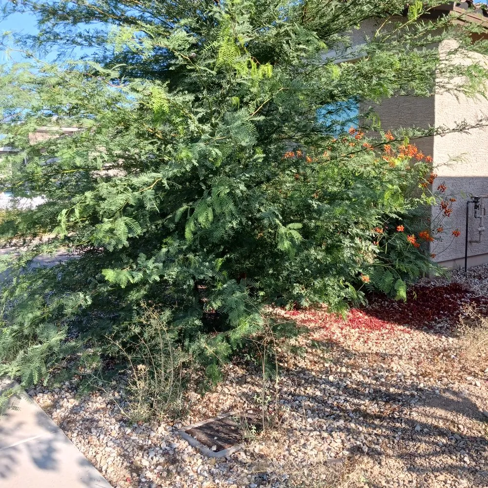 Top-rated lawn care service for residential properties across Phoenix, AZ - Jimenez Hardscape