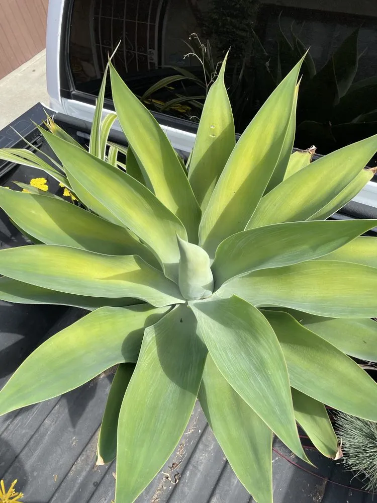 Professional landscape installation for residential properties across Lawndale, CA - Jimenez Landscape & Gardening