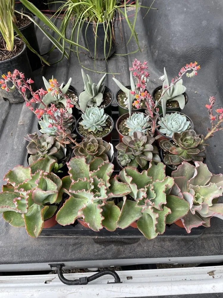 Reliable landscape design experts serving Lawndale, CA - Jimenez Landscape & Gardening