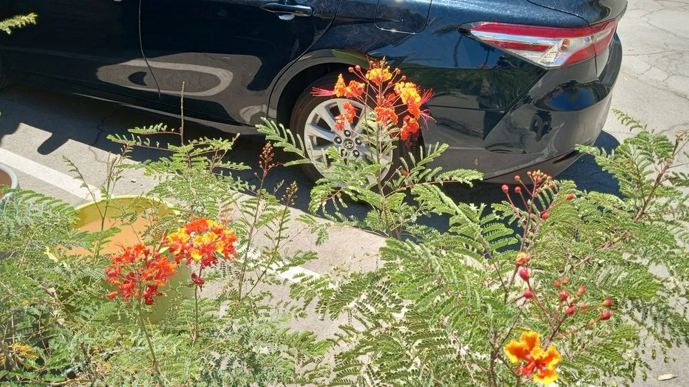 Expert landscaping services in Cathedral City, CA - Jimenez Landscape