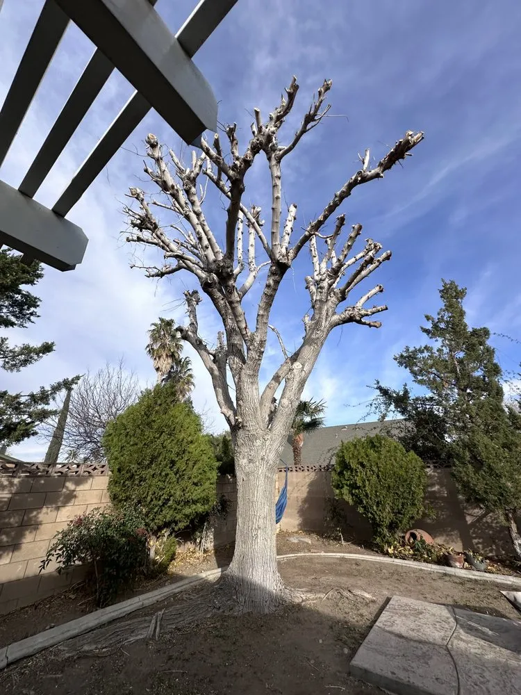 Trusted yard maintenance for beautiful yards in Palmdale, CA by Jimenez Landscaping & Tree Services