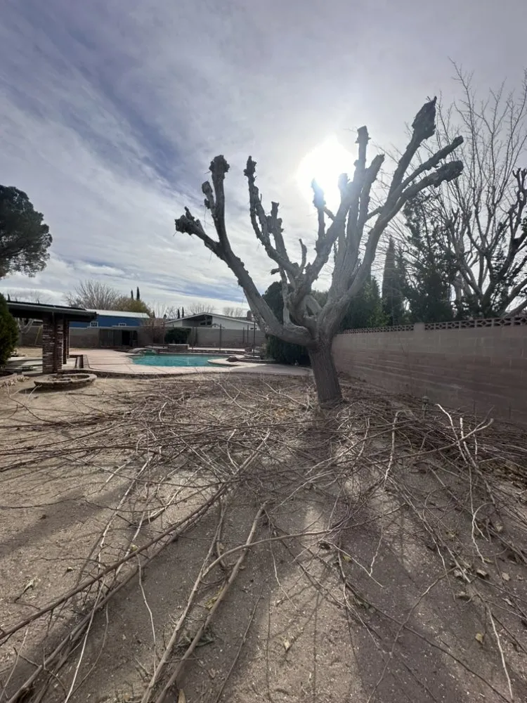 Expert garden landscaping in Palmdale, CA by Jimenez Landscaping & Tree Services