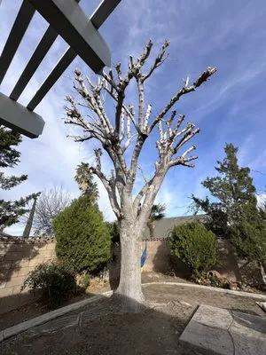 Jimenez Landscaping & Tree Services Logo