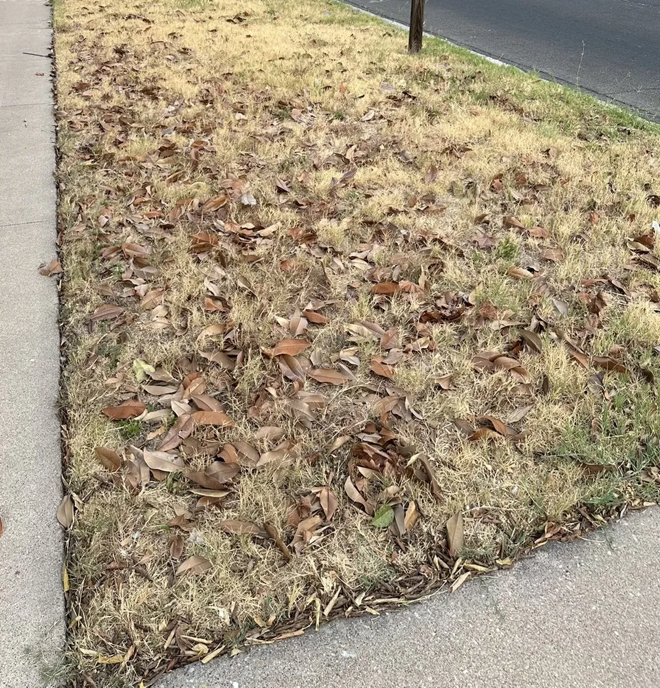 Trusted yard cleanup service for outdoor upgrades across Killeen, TX - Jimenez Landscaping