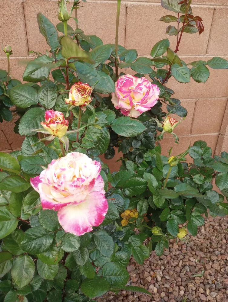 Reliable outdoor landscaping experts serving Phoenix, AZ - Jimenez Landscaping