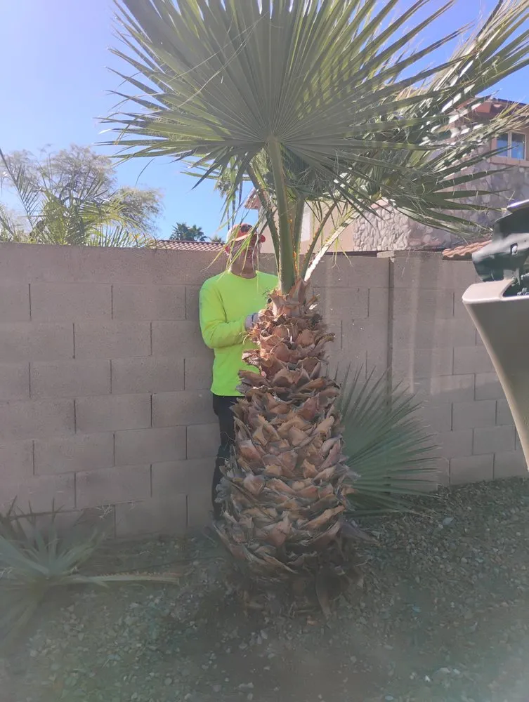 Top-rated landscape installation for outdoor upgrades across Phoenix, AZ - Jimenez Landscaping