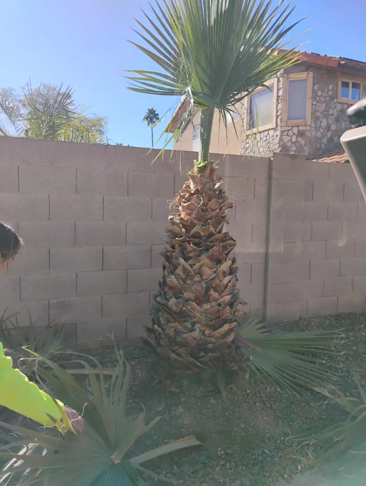 Custom landscaping services for residential properties across Phoenix, AZ - Jimenez Landscaping