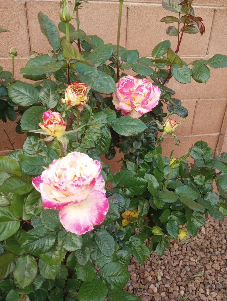 Professional yard cleanup service for residential properties across Phoenix, AZ - Jimenez Landscaping