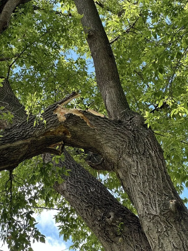 Expert yard maintenance in sudbury, MA by Jimenez Lanscaping