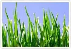 Reliable lawn care service for year-round maintenance in Vacaville, CA by Jimenez Lawn Care