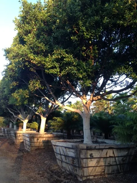 Professional landscaping services experts serving Carpinteria, CA - Jimenez Nursery & Landscapes