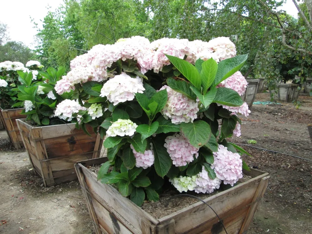 Affordable landscaping services experts serving Carpinteria, CA - Jimenez Nursery & Landscapes