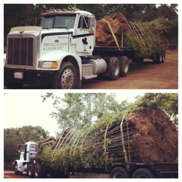 Trusted yard maintenance for residential properties across Carpinteria, CA - Jimenez Nursery & Landscapes