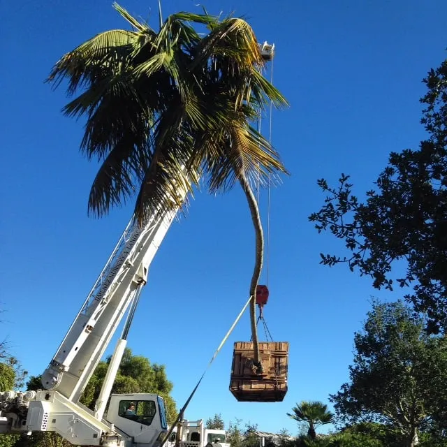 Top-rated yard maintenance in Carpinteria, CA by Jimenez Nursery & Landscapes