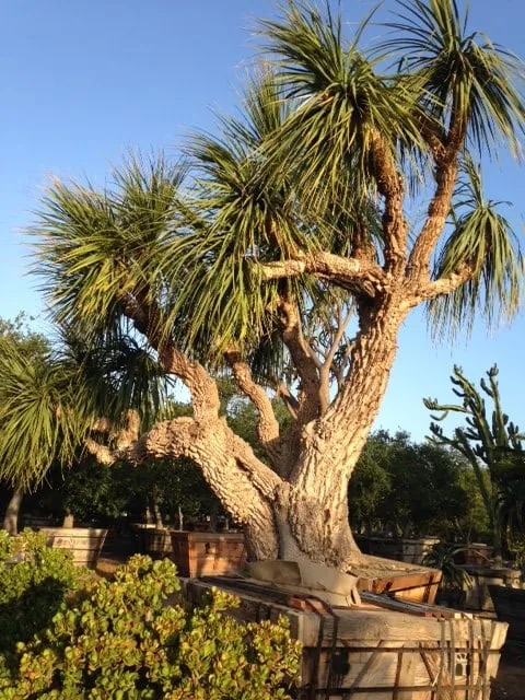 Affordable landscaping services near you in Carpinteria, CA by Jimenez Nursery & Landscapes